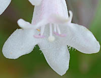 ハナツクバネウツギの花の下唇の裂片