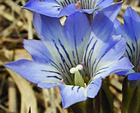 ハルリンドウの雌性期の花