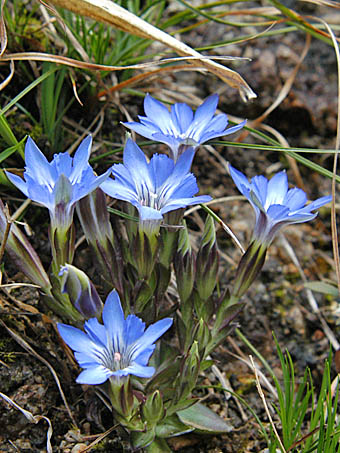 ハルリンドウ Gentiana Thunbergii リンドウ科 Gentianaceae リンドウ属 三河の植物観察