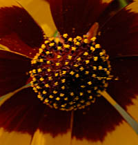 ハルシャギクの筒状花