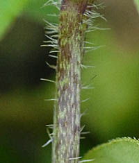 ハシカグサ茎の毛