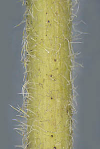 ハタザオの茎の基部