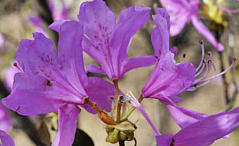 ハヤトミツバツツジ Rhododendron dilatatum var. satsumense ツツジ科 ...