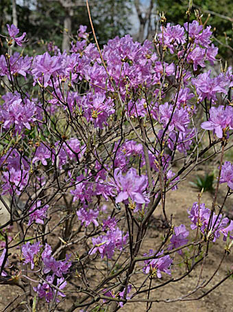 ハヤトミツバツツジ Rhododendron dilatatum var. satsumense ツツジ科 ...