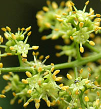 ハゼノキ Toxicodendron Succedaneum ウルシ科 Anacardiaceae ウルシ属 三河の植物観察