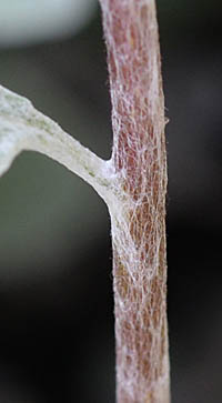 ヘリクリサム・ペティオラレの茎