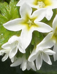 ヘリオトロープ・ブライドパールの花