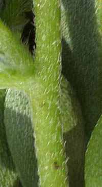 ヘリオトロープ・ブライドパールの茎2