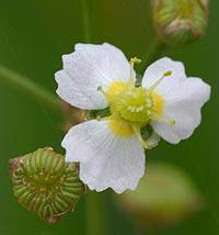 ヘラオモダカの花