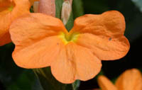 ヘリトリオシベの花