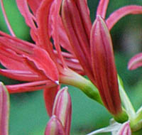 ヒガンバナの花被の筒部