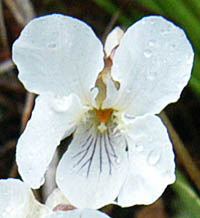 ヒゲケマルバスミレの花