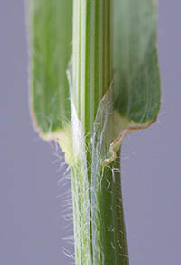 ヒゲナガスズメノチャヒキの葉鞘
