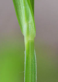 ヒゴクサの茎