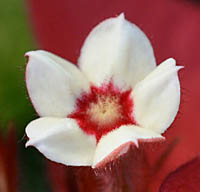 ヒゴロモコンロンカ花
