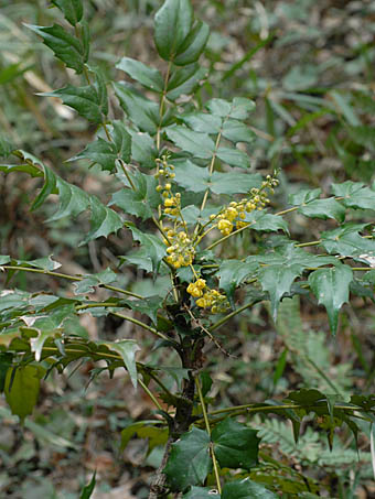 ヒイラギナンテン Mahonia Japonica メギ科 Berberidaceae ヒイラギナンテン属 三河の植物観察