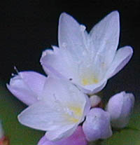 ヒカゲミゾソバの花2