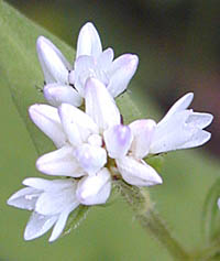 ヒカゲミゾソバの花2