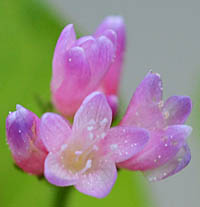 ヒカゲミゾソバの花