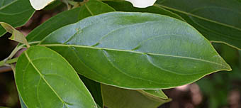 ヒマラヤヤマボウシ葉2