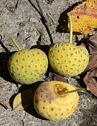 ヒマラヤヤマボウシの果実2