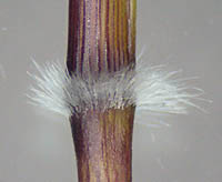 ヒメアブラススキ茎の節の毛
