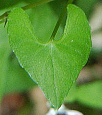 ヒメアギスミレの葉