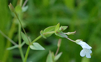 ヒメアメリカアゼナ Lindernia anagallidea アゼナ科 Linderniaceae 