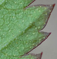ヒメバライチゴの葉裏の腺点