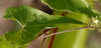 ヒメドコロの葉