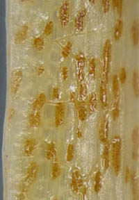 ヒメガマ葉鞘の内面の粘液腺