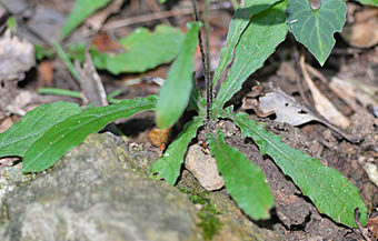 ヒメガンクビソウの根生葉