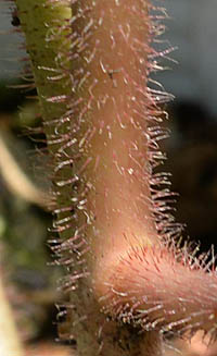  ヒメハナヤナギの茎