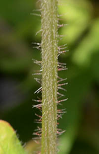  ヒメハナヤナギの茎2
