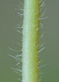 ヒメヘビイチゴの茎