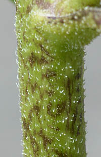 ヒメヒマワリの茎