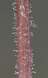 ヒメフタバランの花軸の腺毛