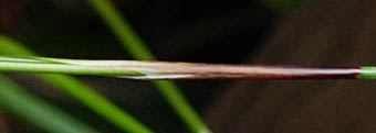 ヒメカンスゲの苞の鞘
