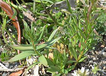 ヒメキンギョソウ Linaria Maroccana オオバコ科 Plantaginaceae キンギョソウ属 三河の植物観察