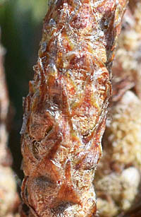ヒメコマツの冬芽の鱗片