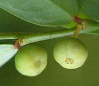 ヒメミカンソウの果実