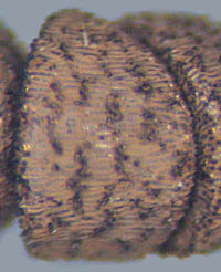 ヒメミカンソウ種子の表面