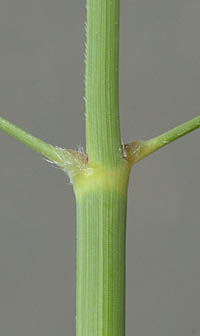ヒメモロコシシの茎