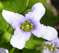ヒメムラサキハナナ花