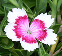 ヒメナデシコの花