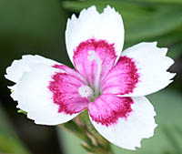 ヒメナデシコの花2