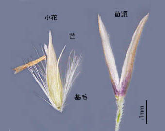 ヒメノガリヤス小花と苞頴