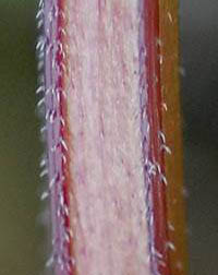 ヒメオドリコソウの茎