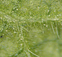 ヒメオドリコソ葉裏の腺点