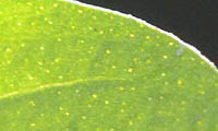 ヒメオトギリの葉の明点